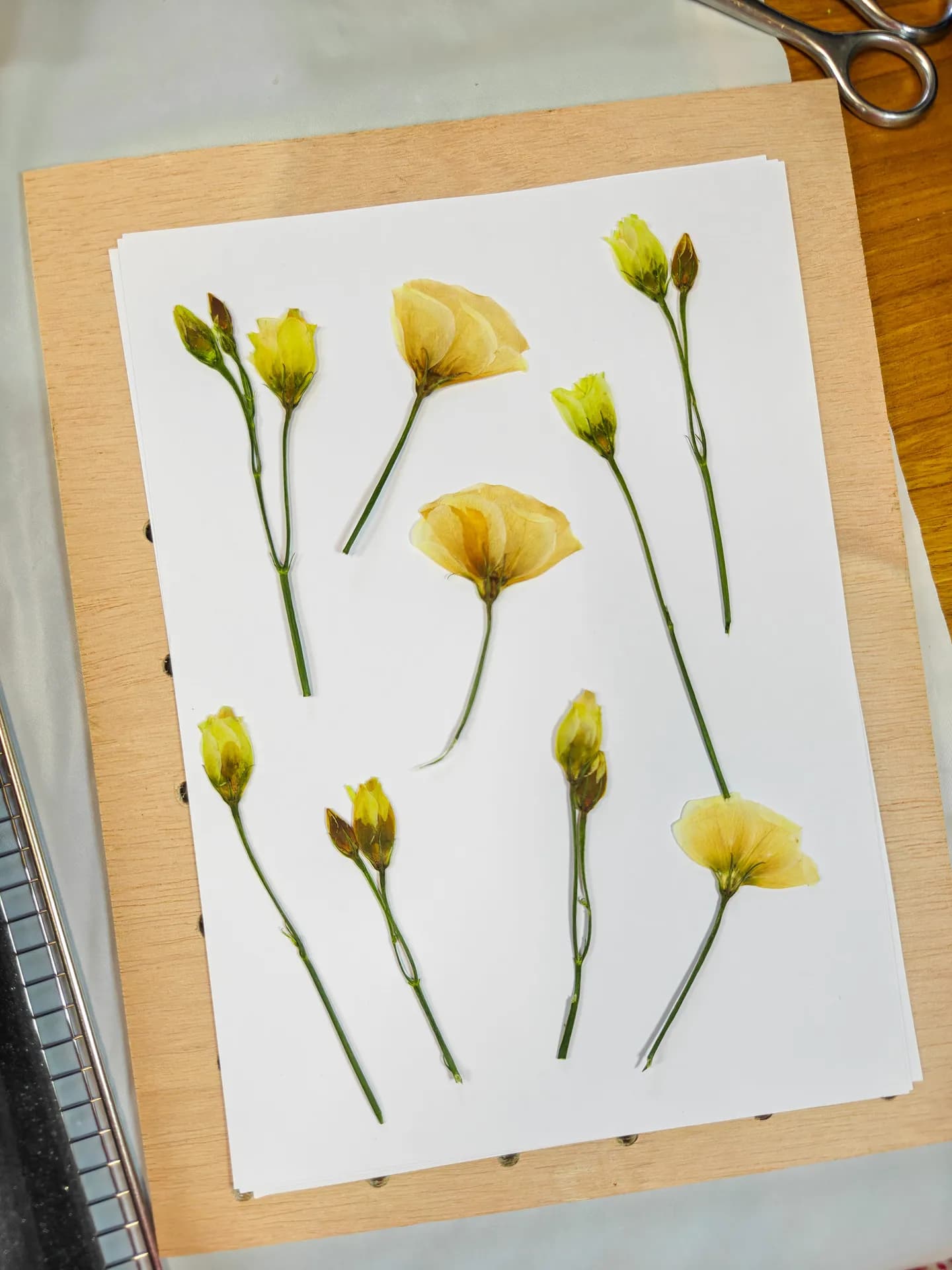 Pétalas de flores a serem prensadas artesanalmente em papel botânico