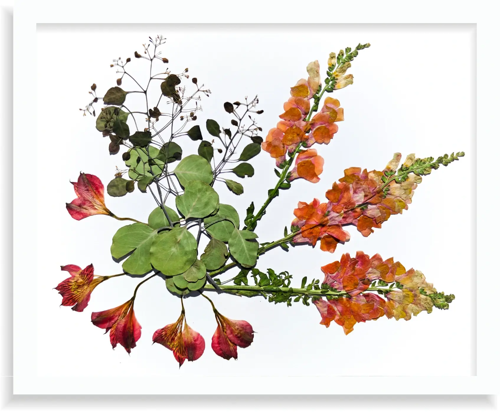Quadro de flores prensadas com moldura branca numa parede, cuidados de preservação